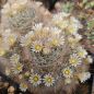 Preview: Mammillaria pennispinosa v. nazasensis SB 489